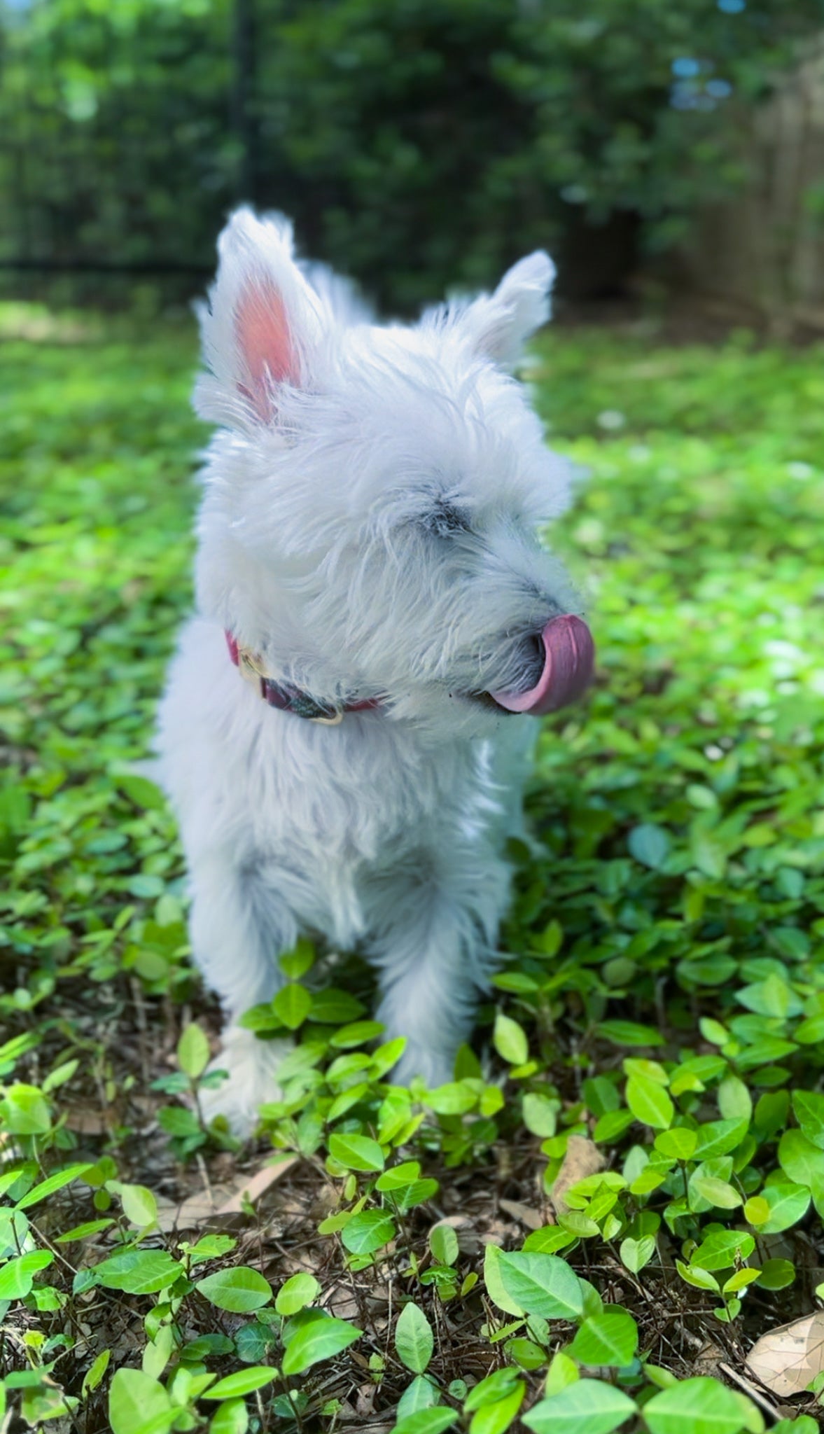Leo's Bark Turkey Jerky