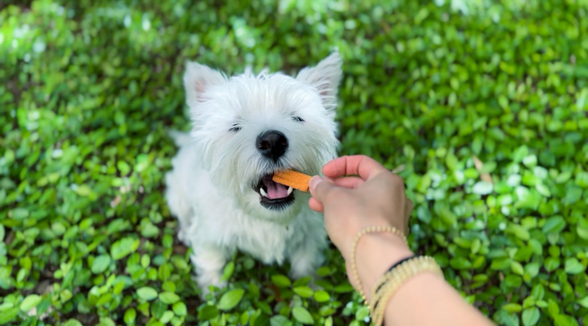 Leo's Bark Grain Free Salmon Chickpea Cracker