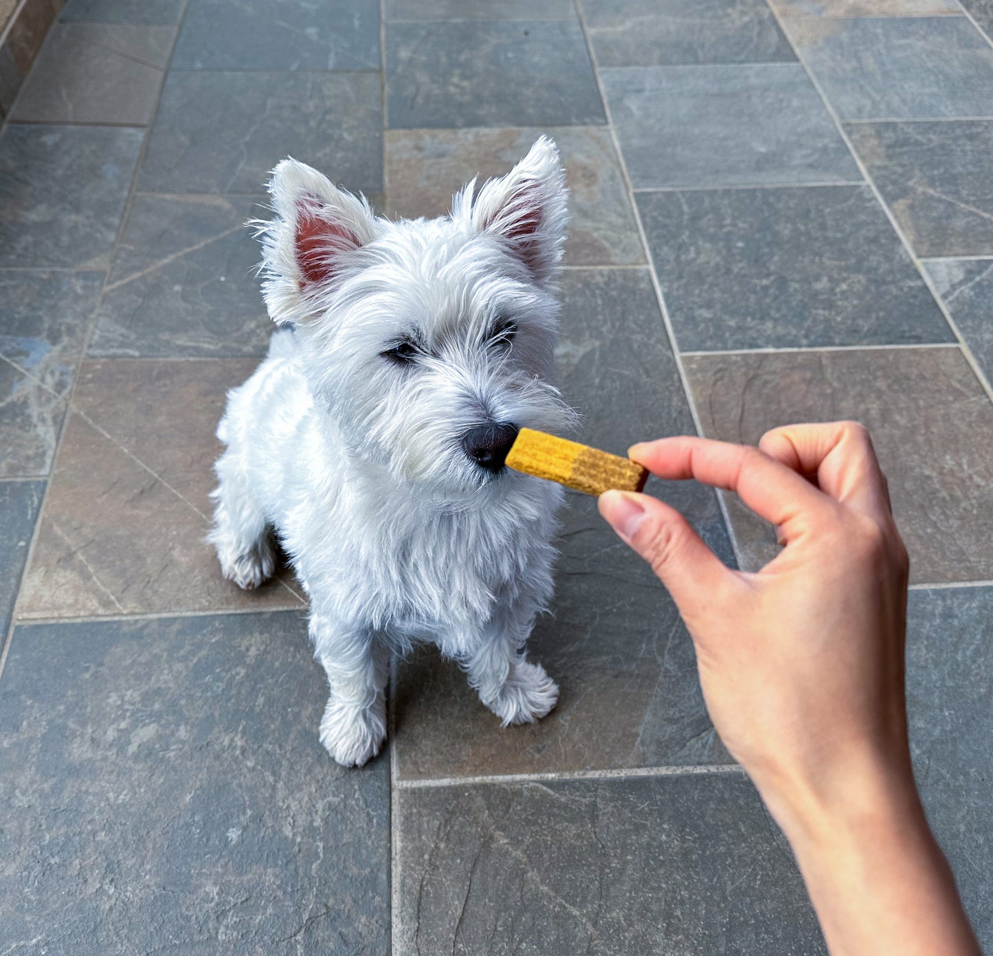 Peanut butter oatmeal dog treats recipes