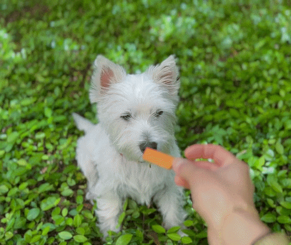Leo's Bark Salmon Chickpea Cracker
