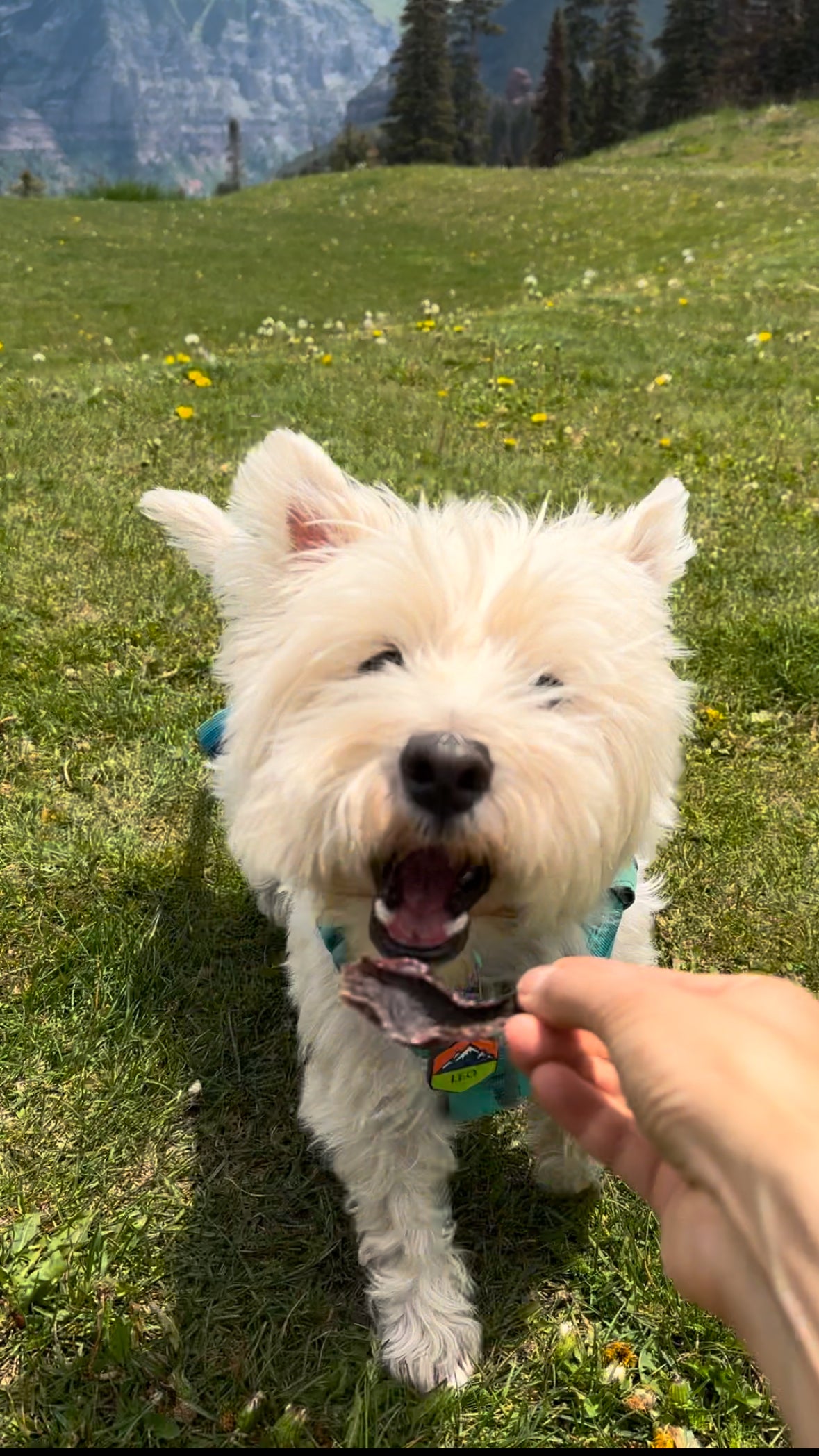 Leo's Bark Beef Heart Jerky