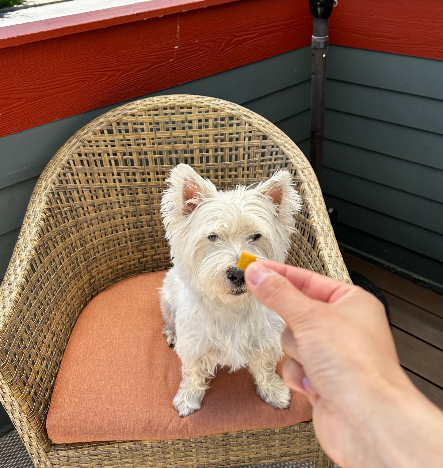 Leo's Bark Peanut Butter Biscuit Training Treats