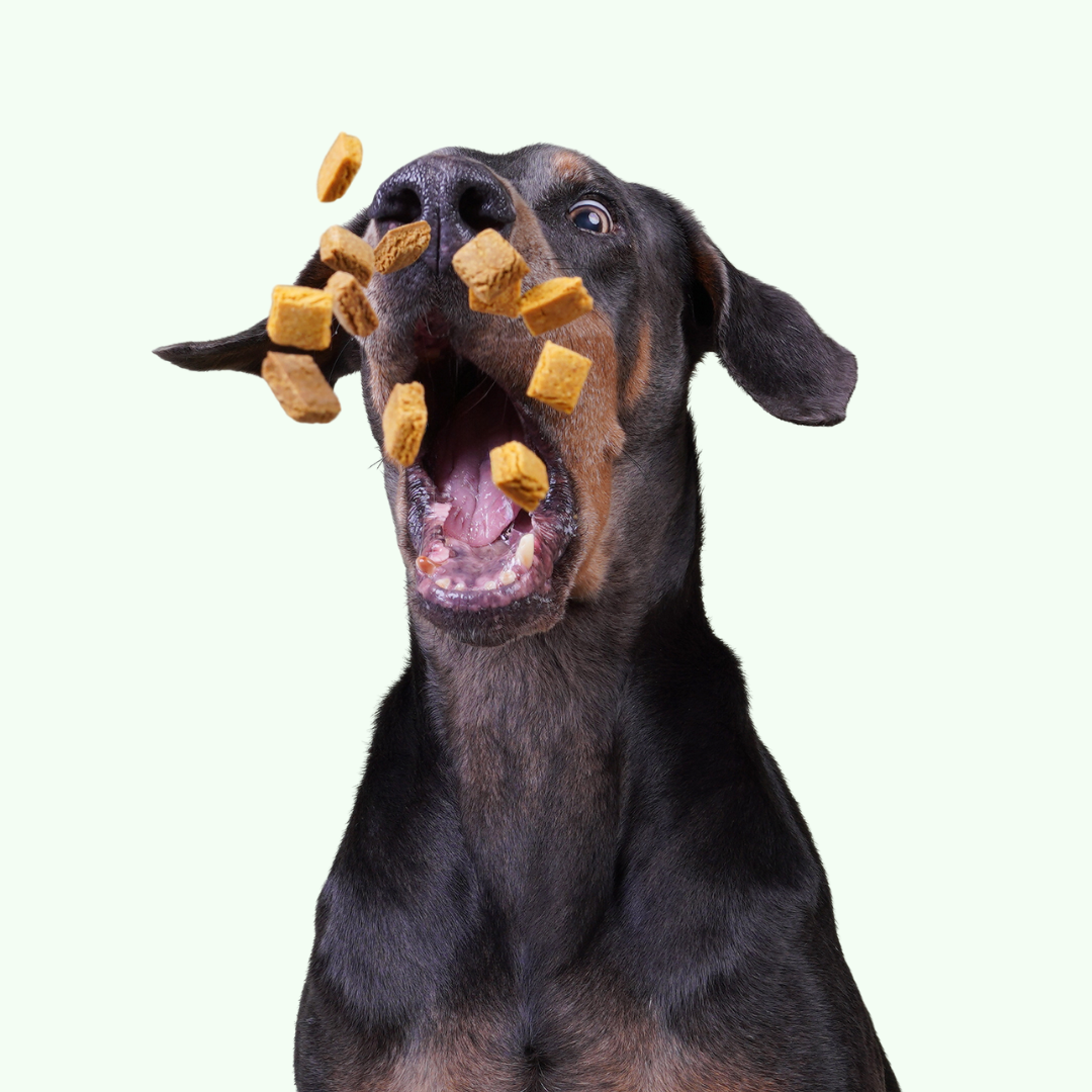 Leo's Bark Peanut Butter Biscuit Training Treats